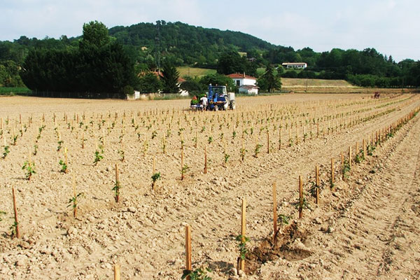 Lire la suite à propos de l’article Plus d’obligation de déclaration d’intention d’arrachage et de plantation