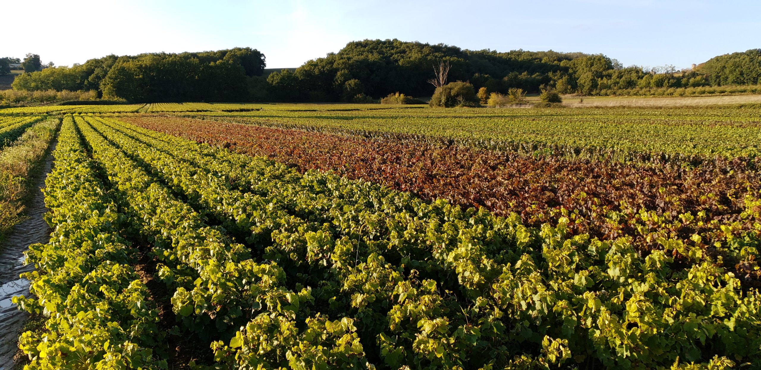 Lire la suite à propos de l’article La pépinière se pare de couleurs d’automne